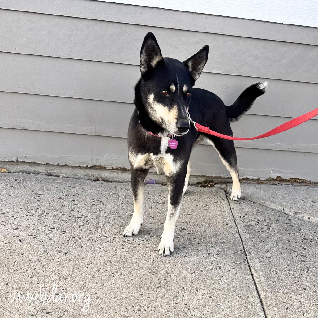 Enlarge Bluebird, a Adoptable mixed breed in Cheyenne, WY image 2/6