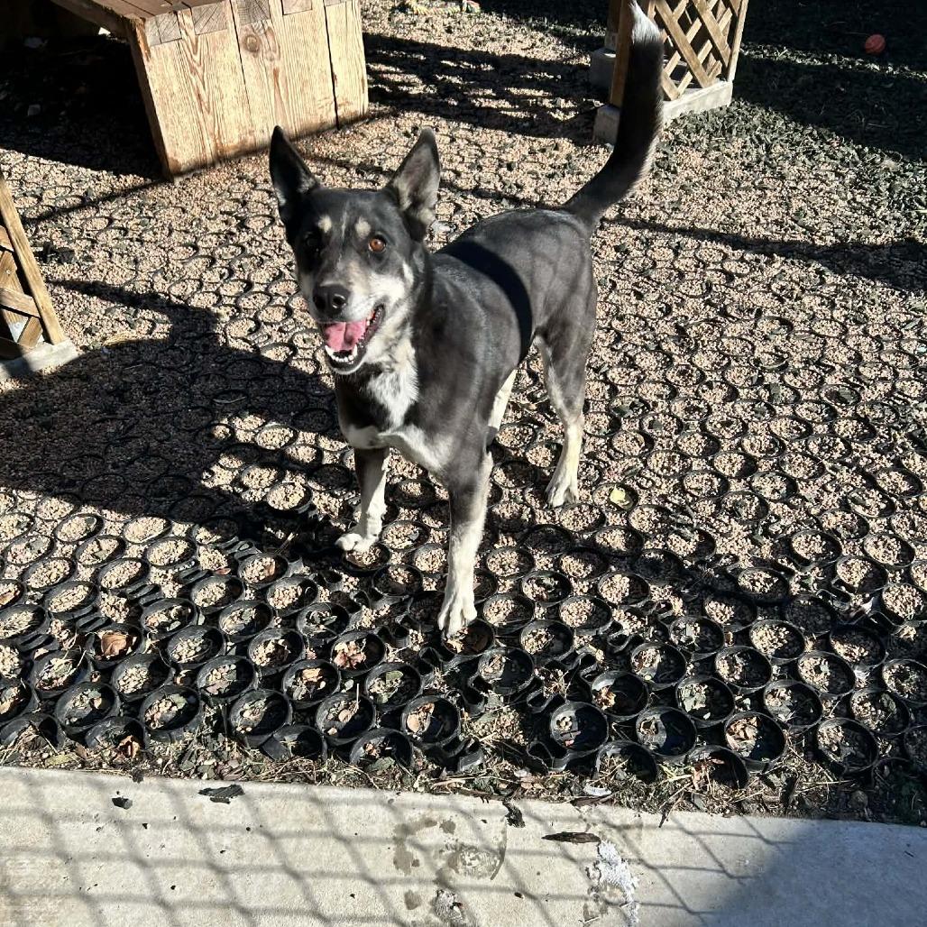Enlarge Bluebird, a Adoptable mixed breed in Cheyenne, WY image 3/6