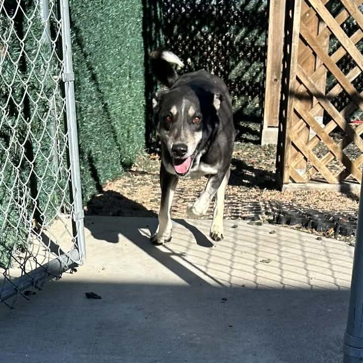 Enlarge Bluebird, a Adoptable mixed breed in Cheyenne, WY image 4/6