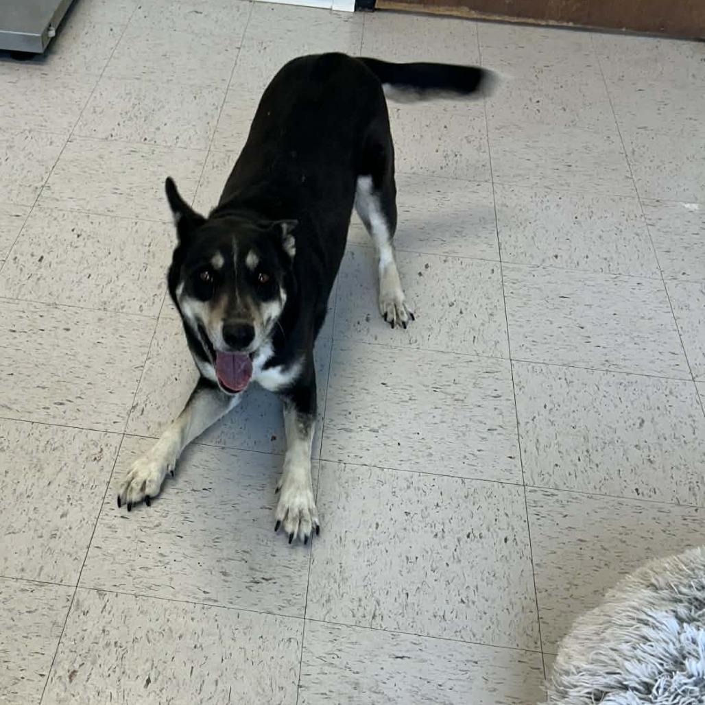 Enlarge Bluebird, a Adoptable mixed breed in Cheyenne, WY image 5/6