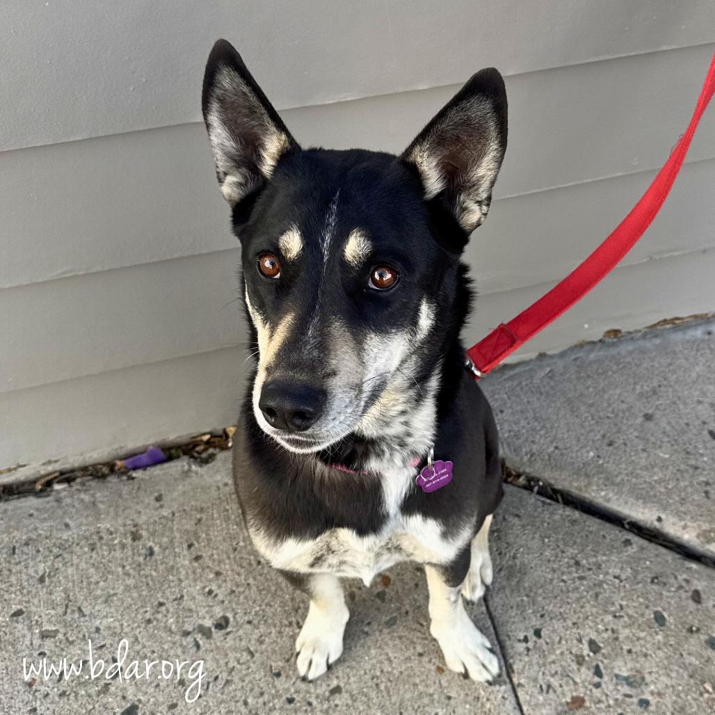Enlarge Bluebird, a Adoptable mixed breed in Cheyenne, WY image 6/6