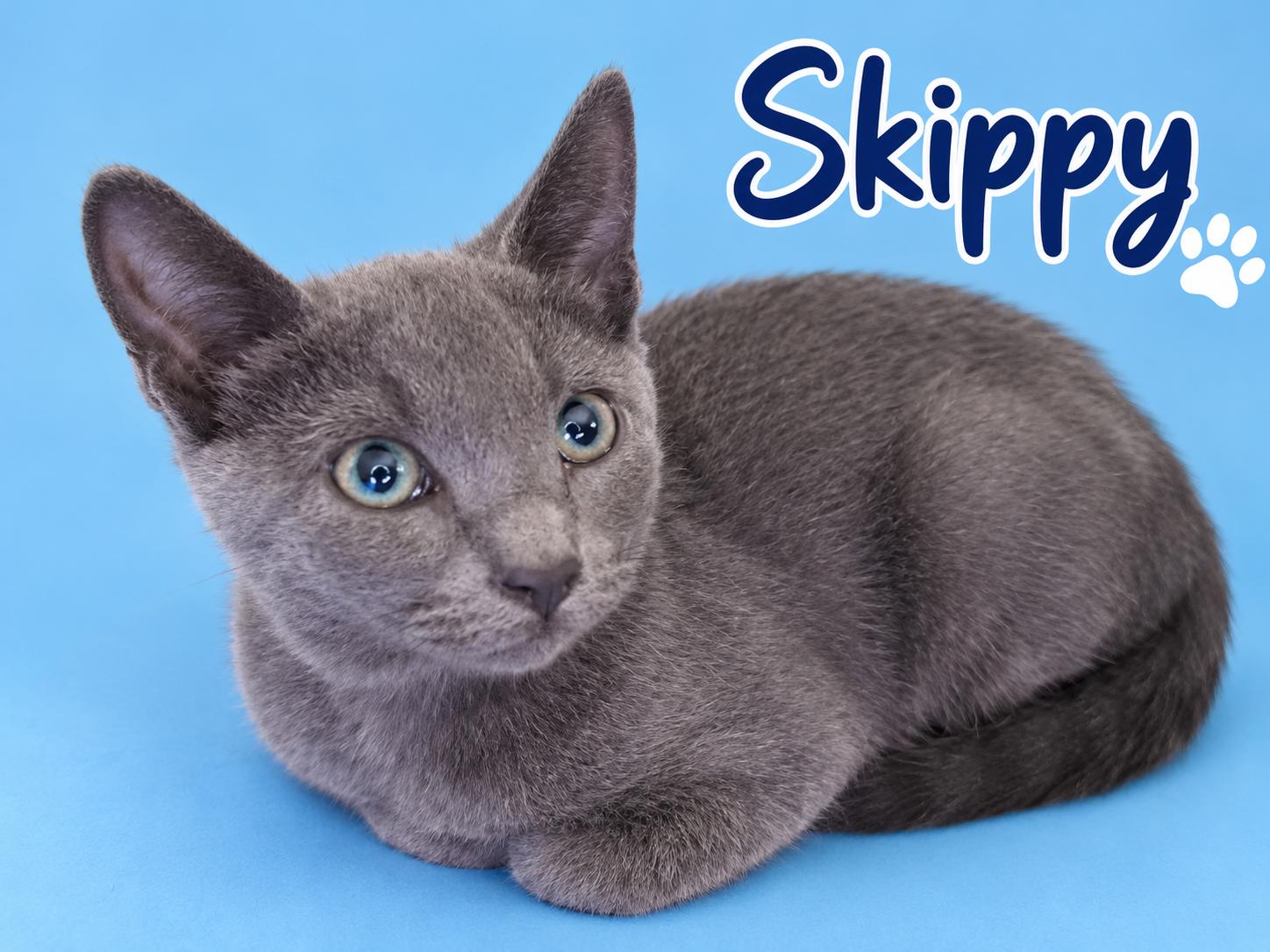 Enlarge SKIPPY, a Adoptable mixed breed in Monrovia, CA image 2/3