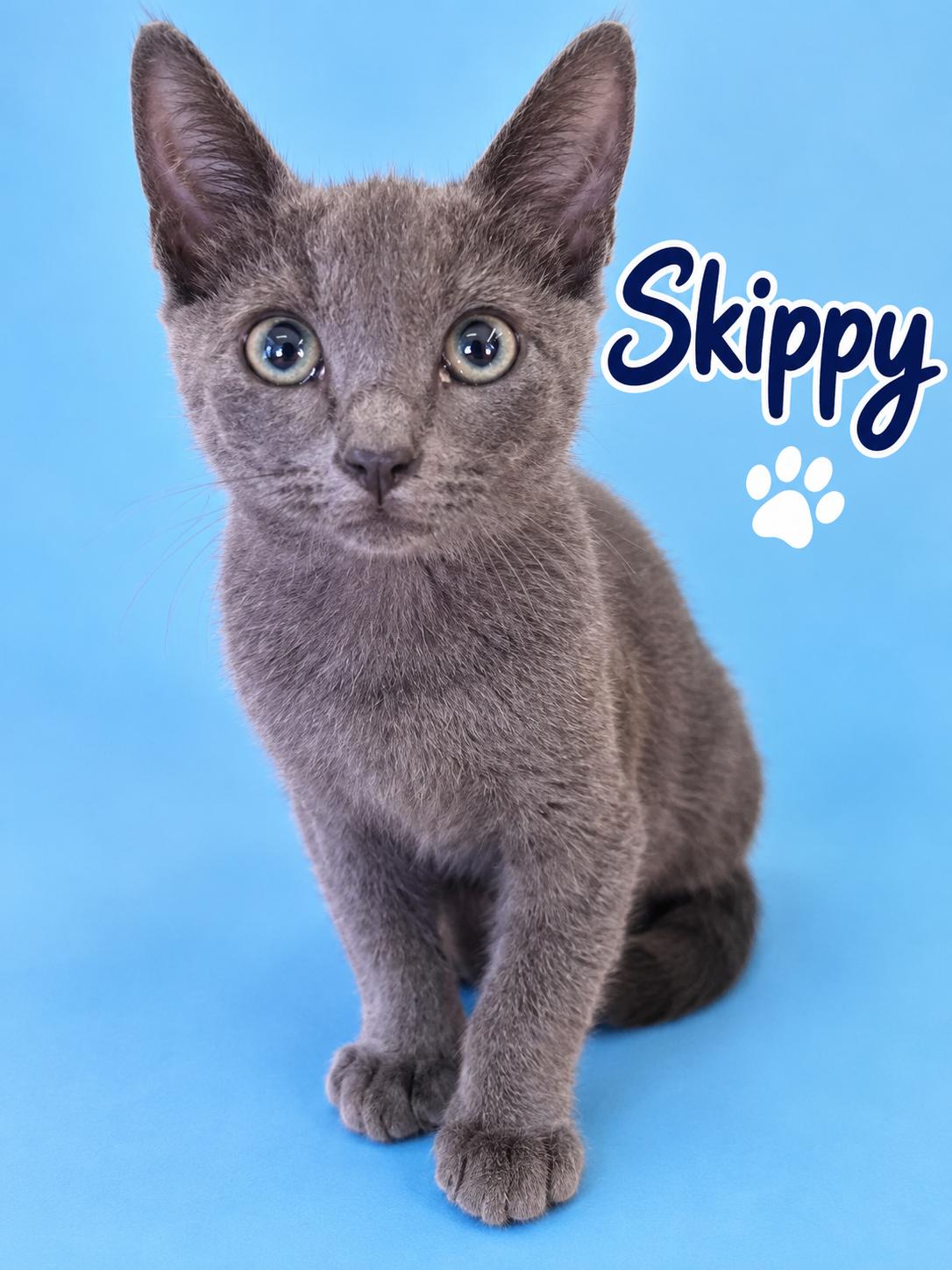 Enlarge SKIPPY, a Adoptable mixed breed in Monrovia, CA image 3/3