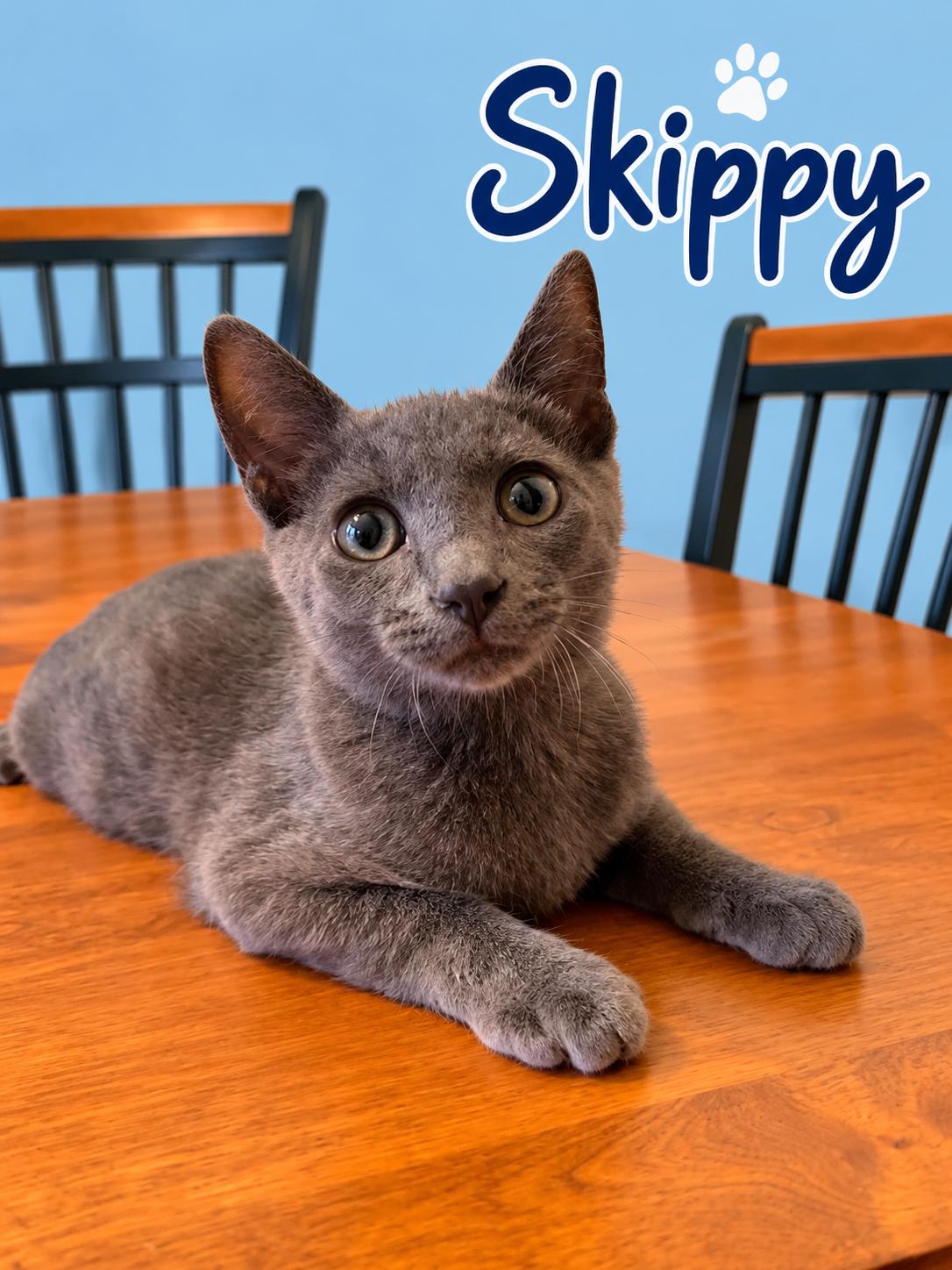 SKIPPY, Adoptable, Young Male Domestic Short Hair & Russian Blue.