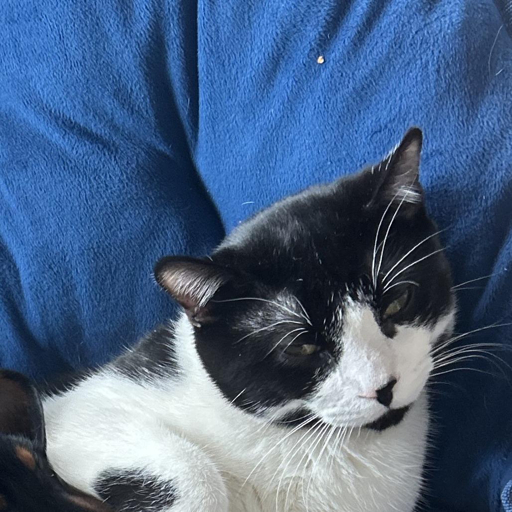 Dobby, Adoptable, Young Male Domestic Short Hair.