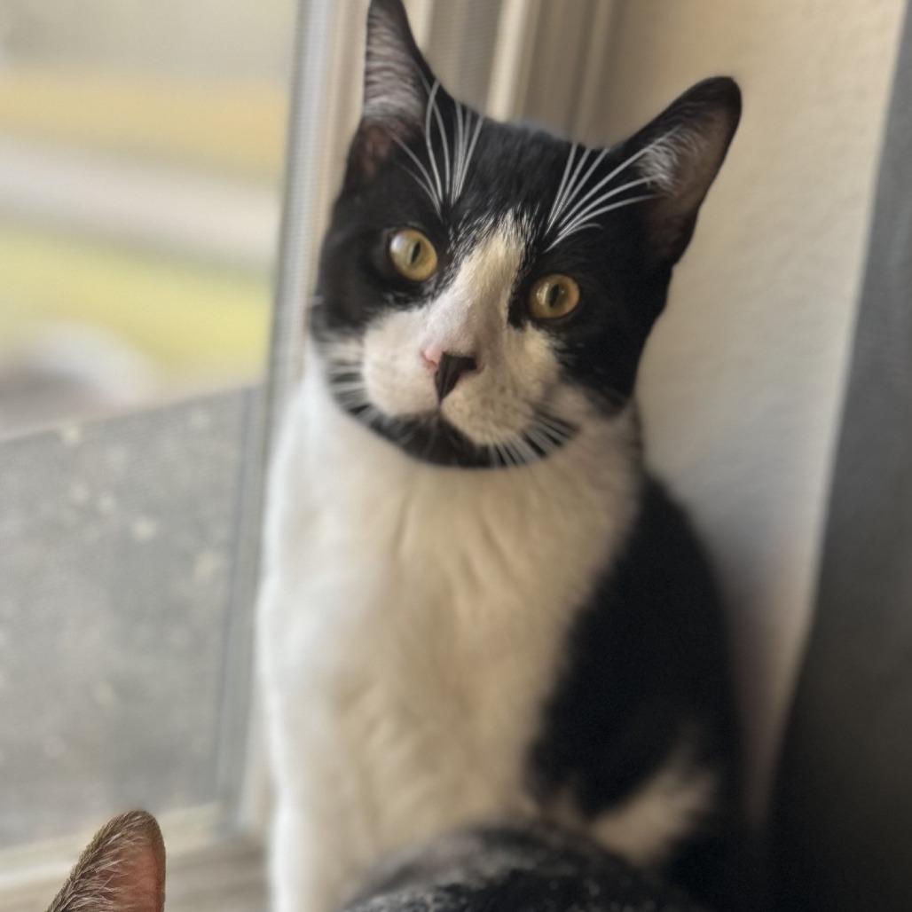 Dobby, a Adoptable Domestic Short Hair in Rochester, MN image 2/2