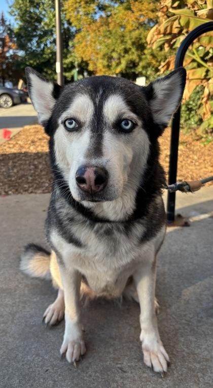 Enlarge Maxine, a Adoptable Mixed Breed in Chamblee, GA image 1/3
