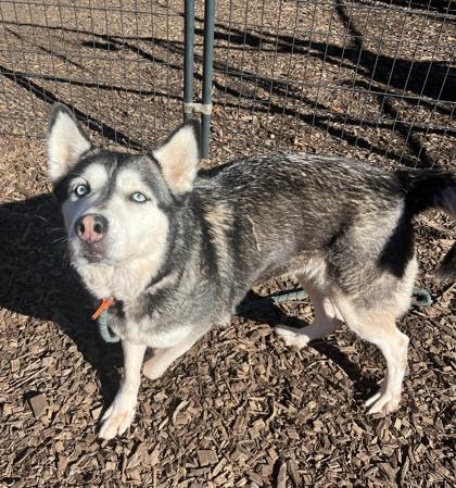 Enlarge Maxine, a Adoptable Mixed Breed in Chamblee, GA image 2/3