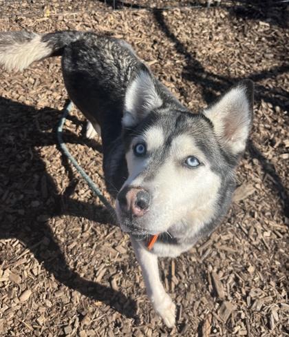 Maxine, Adoptable, Adult Female Mixed Breed & Mixed Breed.