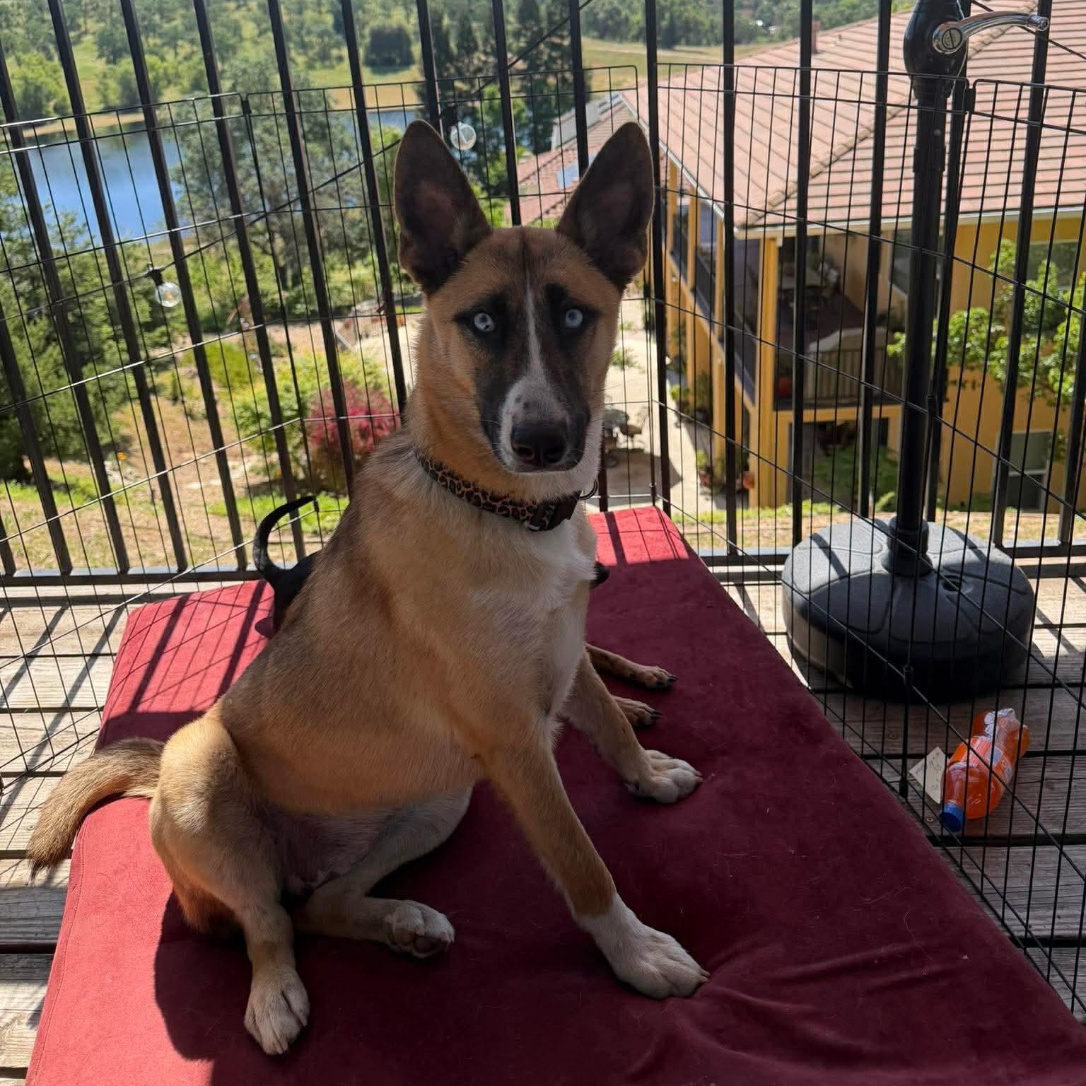 Laika, a ADOPTABLE mixed breed in Lodi, CA image 1/5