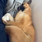 Laika, a ADOPTABLE mixed breed in Lodi, CA image 5/5