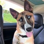 Laika, a ADOPTABLE mixed breed in Lodi, CA image 3/5