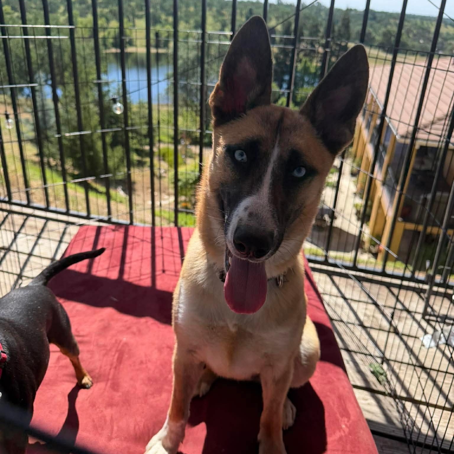 Laika, a ADOPTABLE mixed breed in Lodi, CA image 2/5
