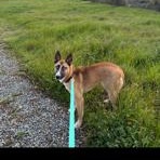 Laika, a ADOPTABLE mixed breed in Lodi, CA image 4/5