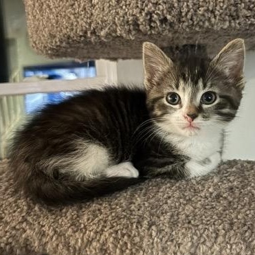 FIONA, ADOPTABLE, Kitten Female Domestic Short Hair & Domestic Medium Hair.