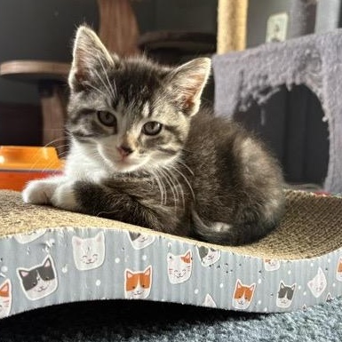 FIONA, a ADOPTABLE mixed breed in Wilmington, OH image 3/3