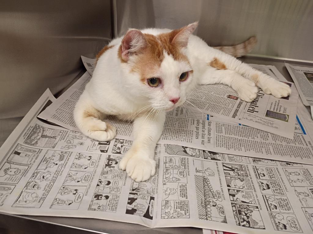 Dinosaur, Adoptable, Adult Male British Shorthair.