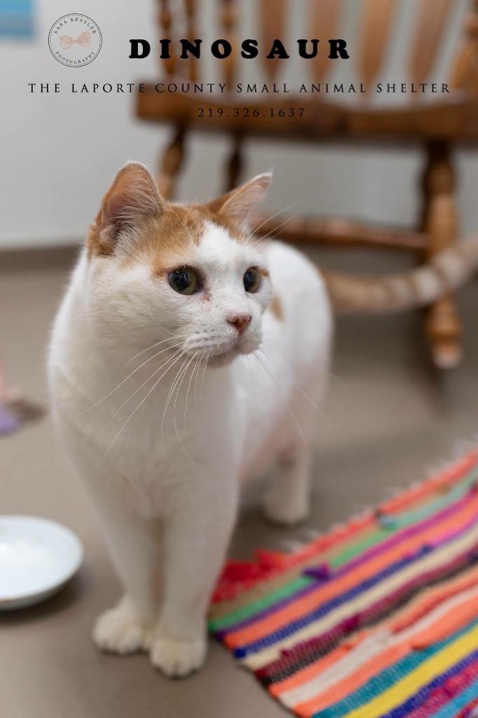 Enlarge Dinosaur, a Adoptable British Shorthair in La Porte, IN image 2/2