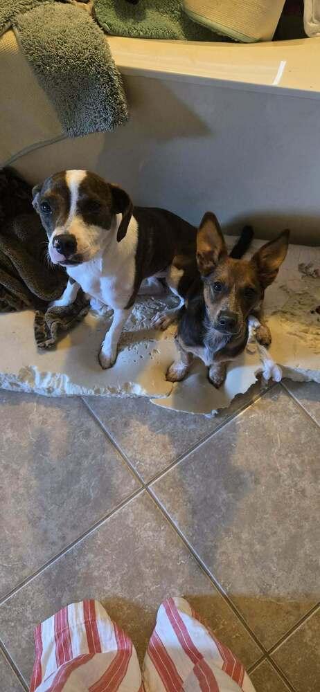 Ginny (G Sisters), Adoptable, Puppy Female Labrador Retriever & Australian Cattle Dog / Blue Heeler.