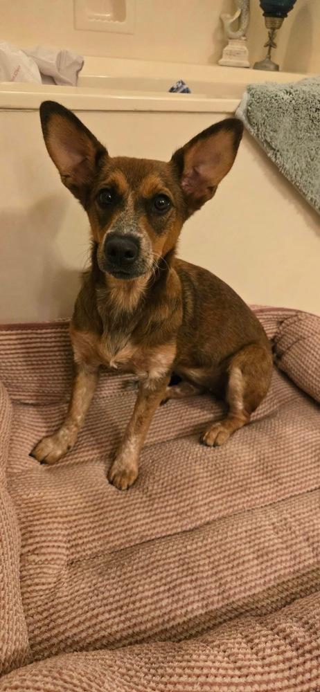 Enlarge Ginny (G Sisters), a Adoptable mixed breed in Brewster , NY image 2/3