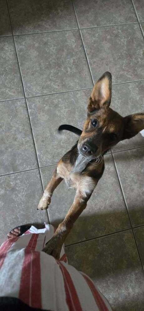Enlarge Ginny (G Sisters), a Adoptable mixed breed in Brewster , NY image 3/3