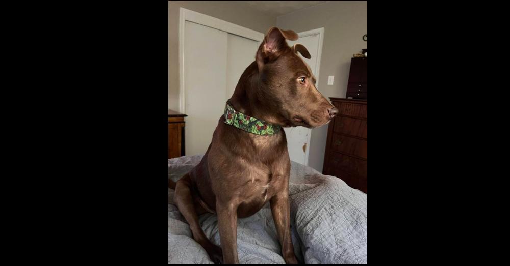 Enlarge Leroy Brown (CP), a Adoptable mixed breed in Dallas, TX image 1/4