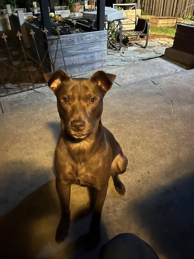 Enlarge Leroy Brown (CP), a Adoptable mixed breed in Dallas, TX image 4/4