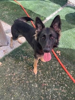 Roxy, adopted, Young Female German Shepherd Dog.