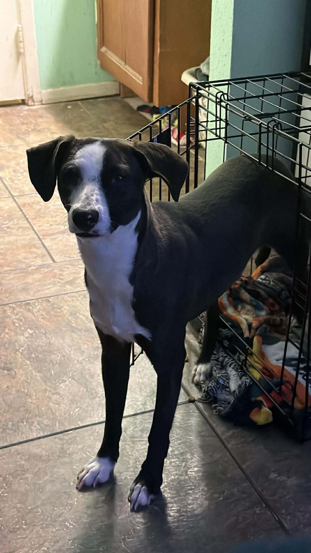 Flippy, a Adoptable mixed breed in Humble, TX image 4/6