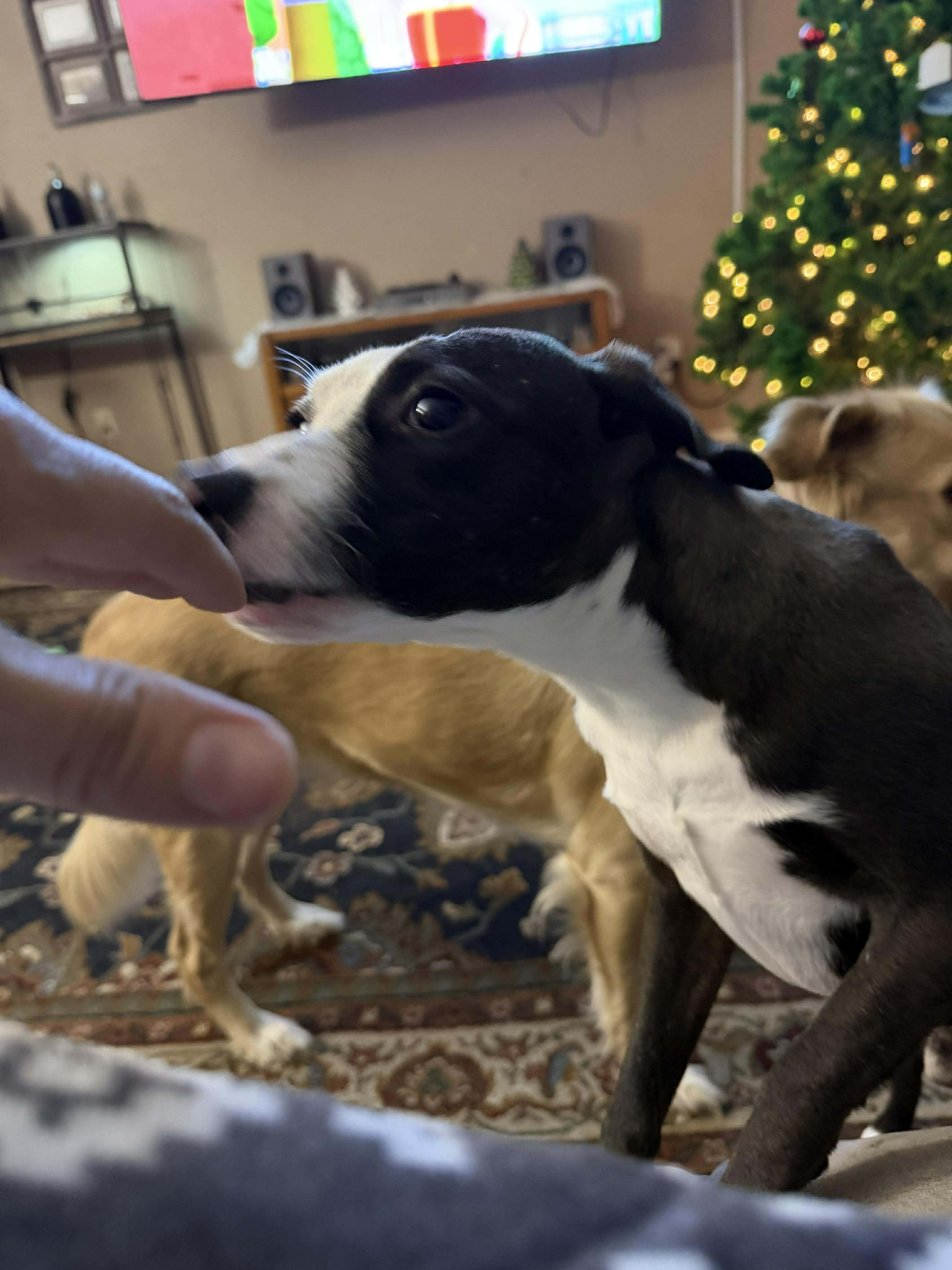 Flippy, a Adoptable mixed breed in Humble, TX image 3/6