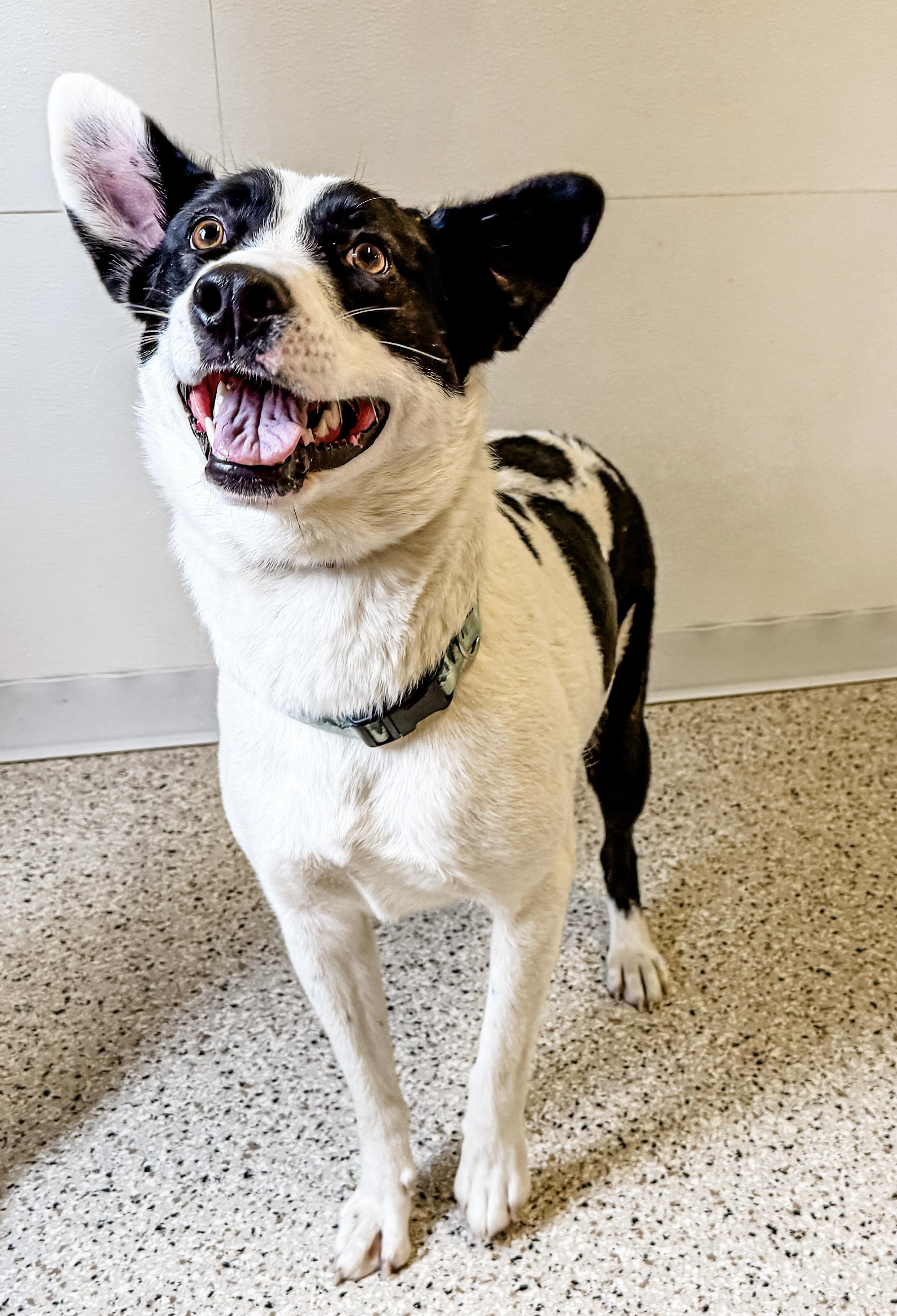 Daisy, ADOPTABLE, Adult Female Terrier.
