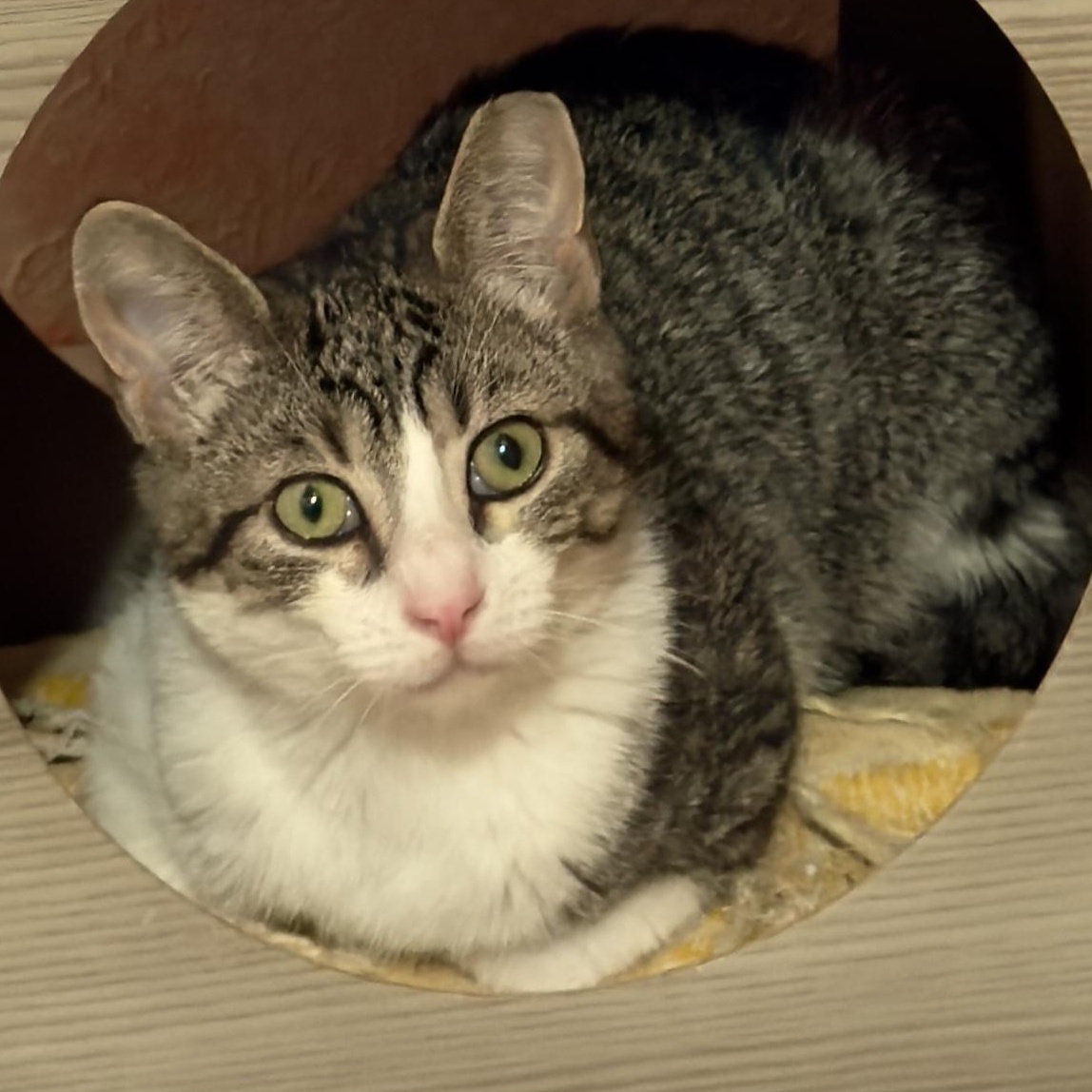 Sweetie, a Adoptable Tabby in Newport, OR image 1/3