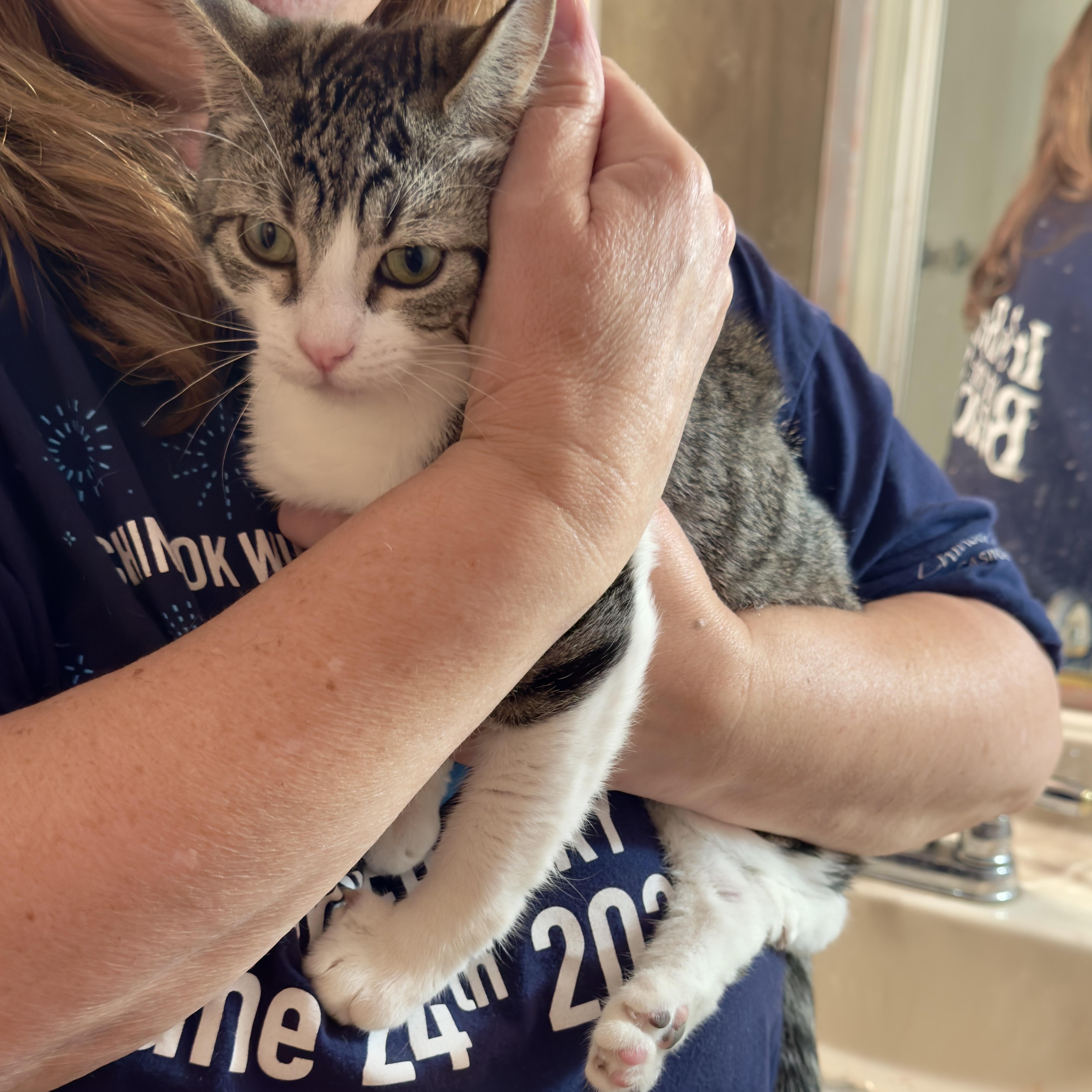 Sweetie, a Adoptable Tabby in Newport, OR image 3/3