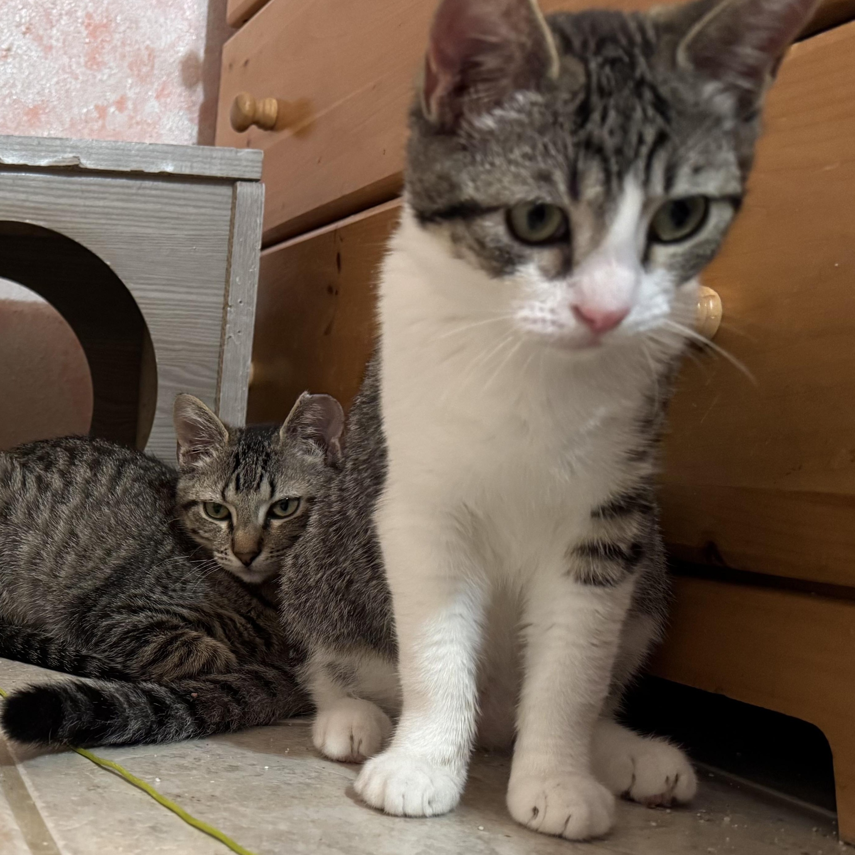 Sweetie, a Adoptable Tabby in Newport, OR image 2/3