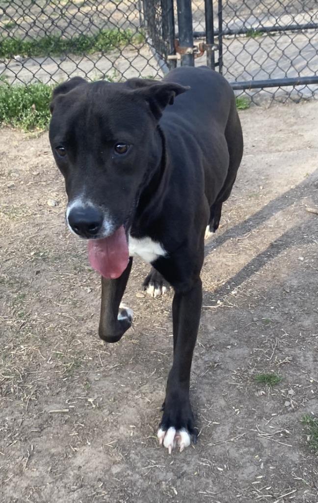 Kydo, a Adoptable Labrador Retriever in Little Rock, AR image 1/4