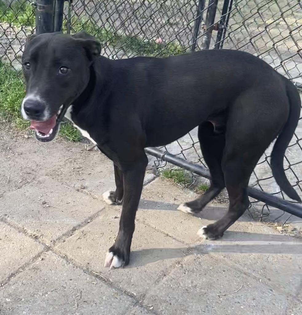 Kydo, a Adoptable Labrador Retriever in Little Rock, AR image 2/4