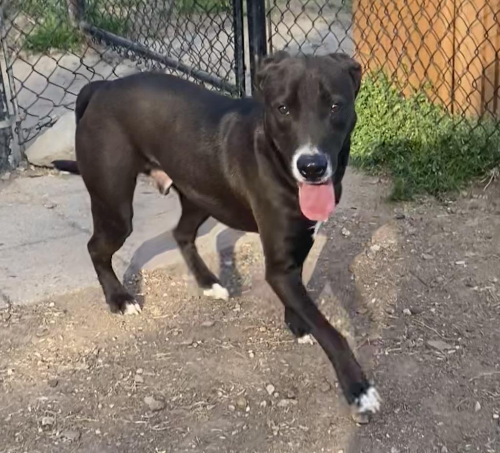 Kydo, a Adoptable Labrador Retriever in Little Rock, AR image 3/4