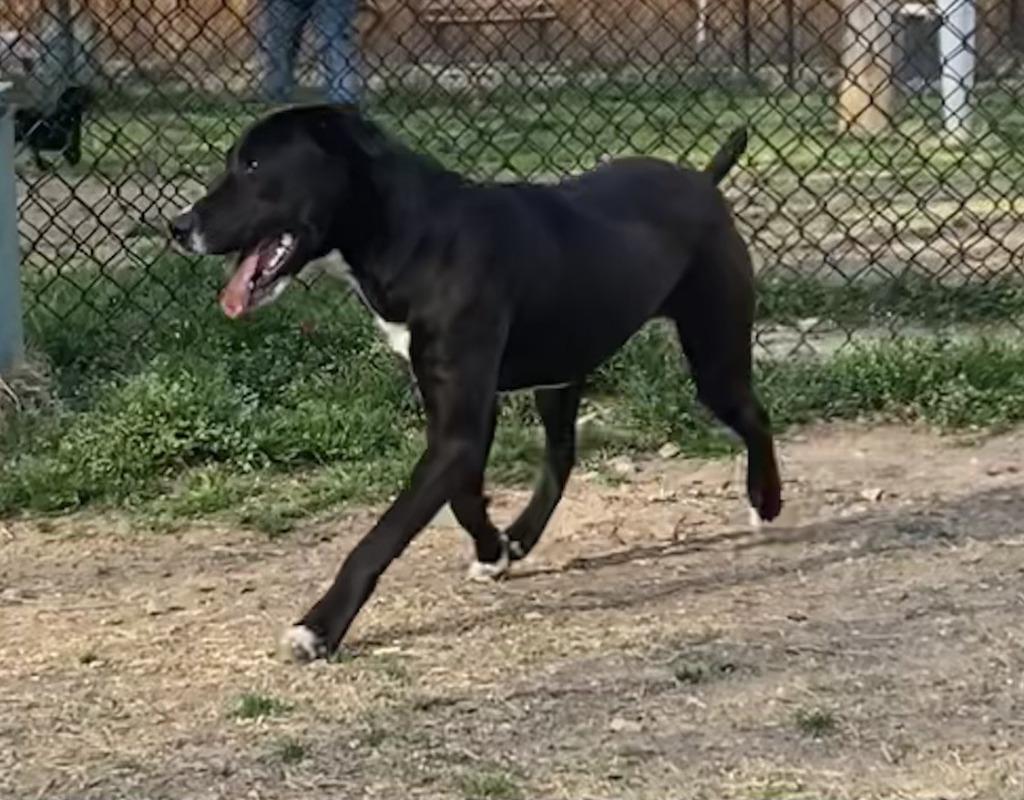 Kydo, a Adoptable Labrador Retriever in Little Rock, AR image 4/4