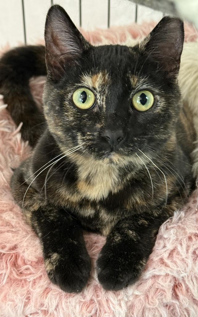 Buffy, Adoptable, Young Female Domestic Short Hair.