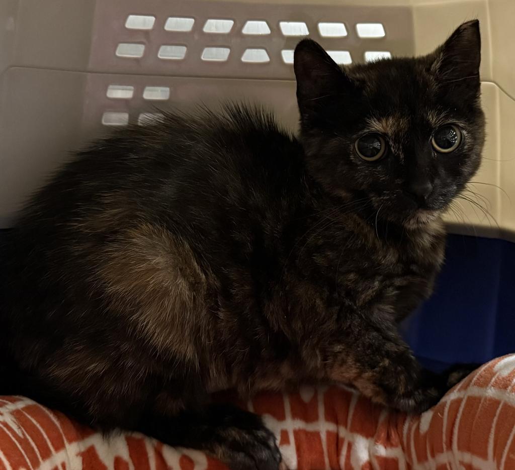 Enlarge Buffy, a Adoptable mixed breed in Ontario, OR image 2/2