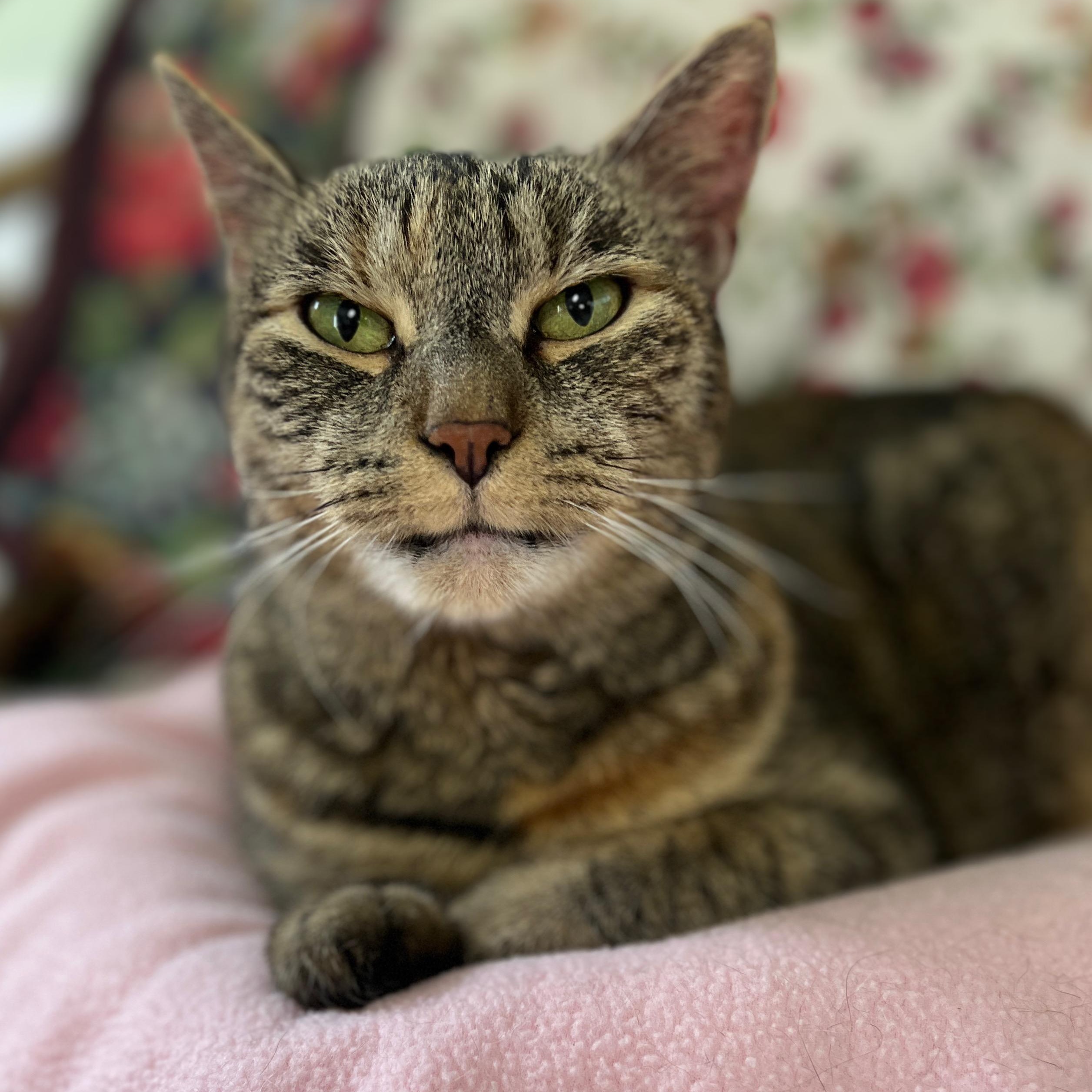 Auburn, Adoptable, Senior Female Domestic Short Hair & Tabby.
