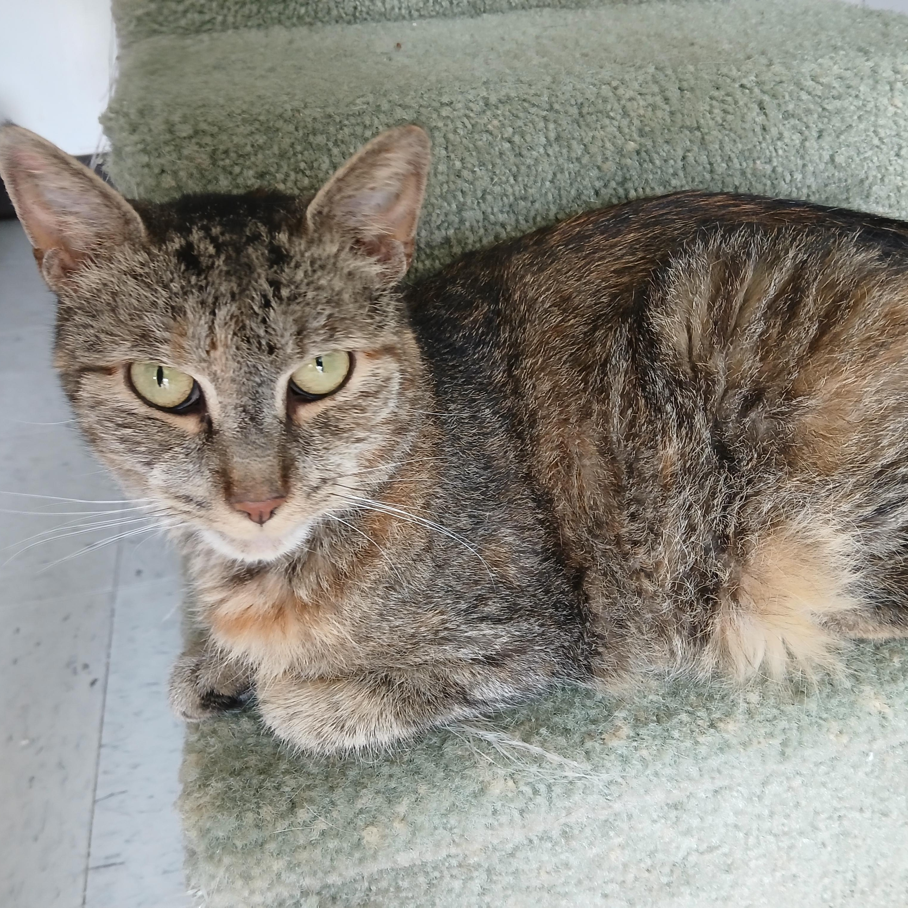 Enlarge Auburn, a ADOPTABLE mixed breed in Germansville, PA image 2/5