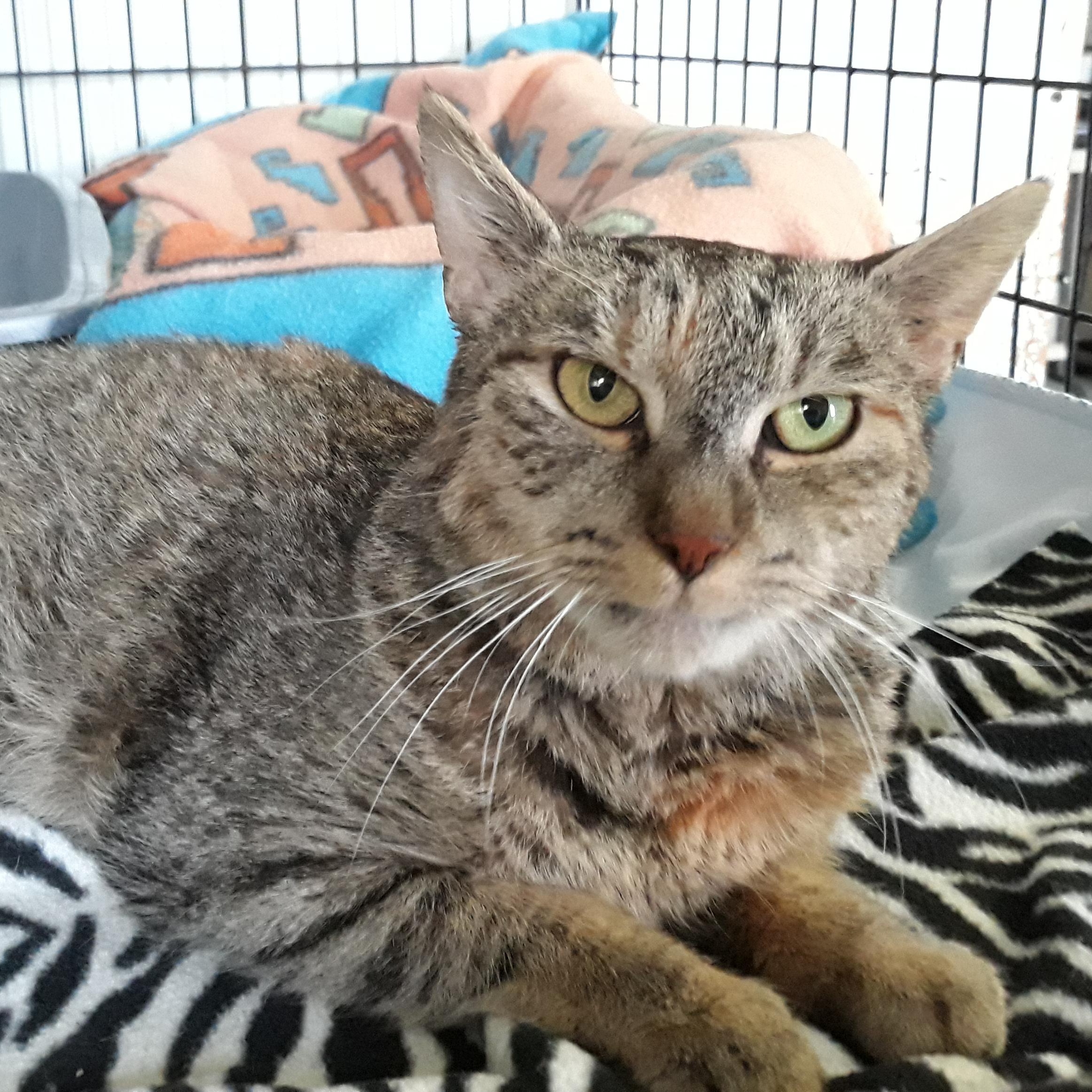 Enlarge Auburn, an adoption pending mixed breed in Germansville, PA image 6/6