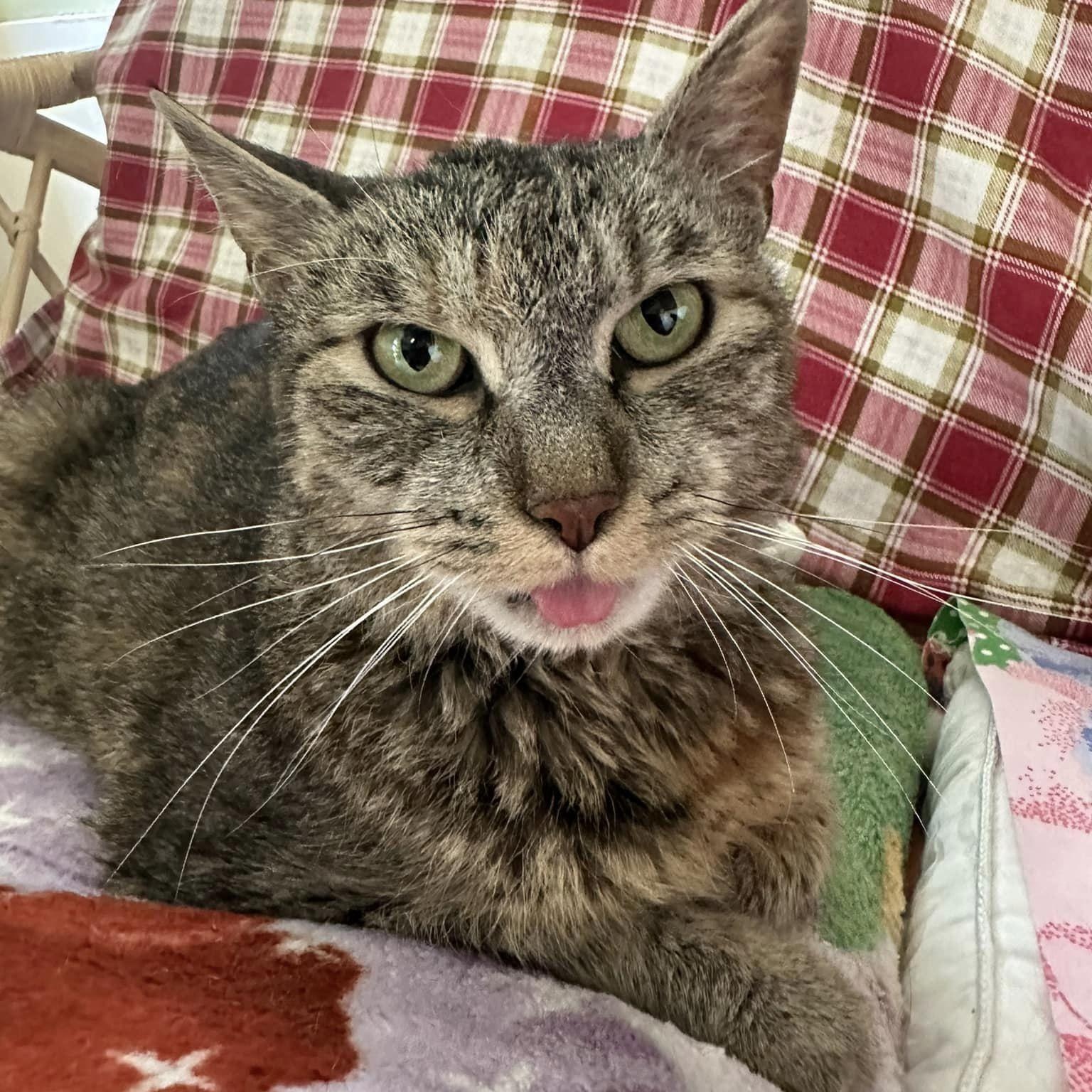 Enlarge Auburn, a ADOPTABLE mixed breed in Germansville, PA image 4/5