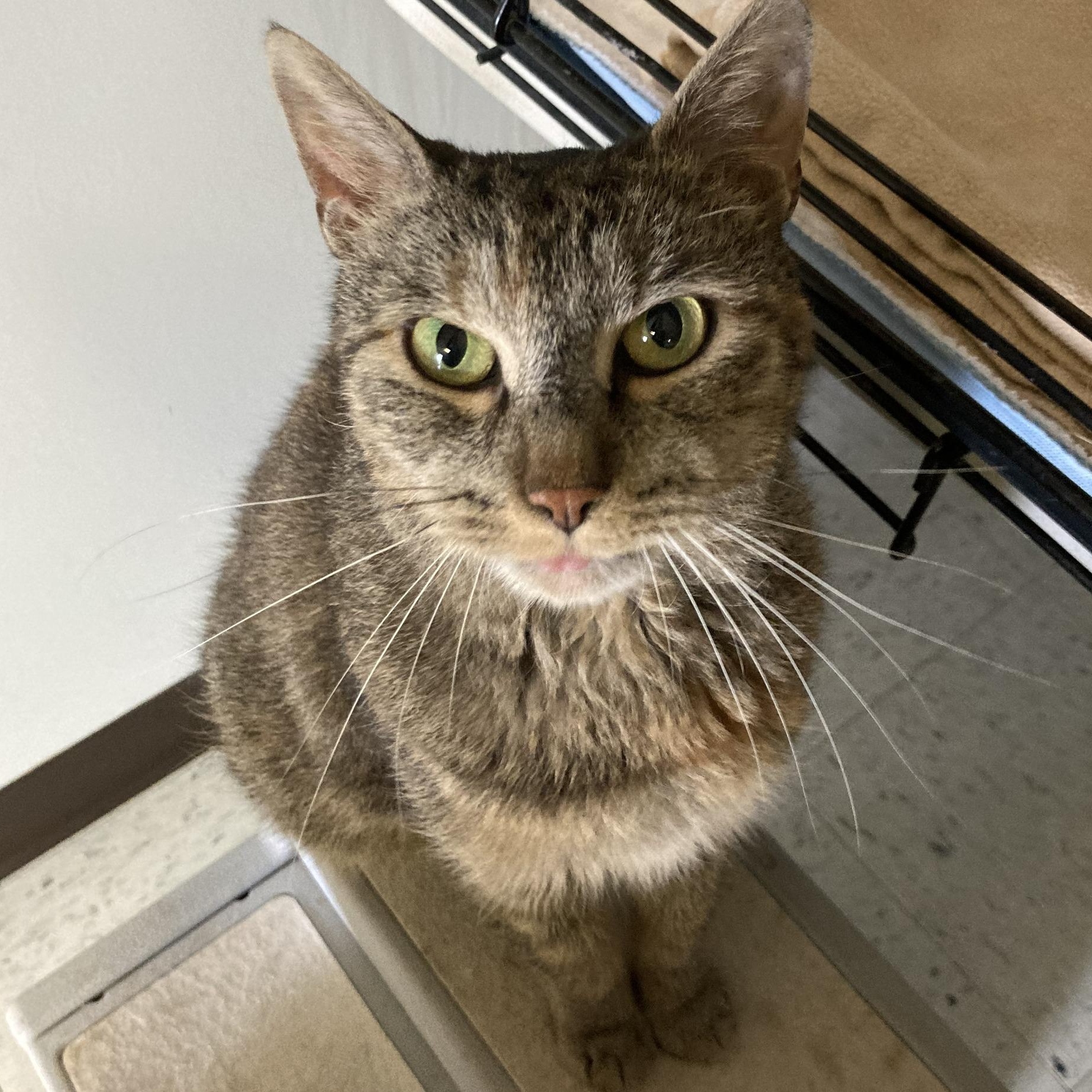 Enlarge Auburn, a ADOPTABLE mixed breed in Germansville, PA image 3/5