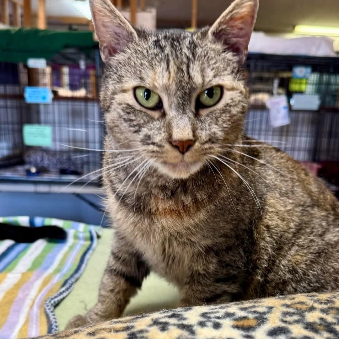 Enlarge Auburn, a ADOPTABLE mixed breed in Germansville, PA image 1/5