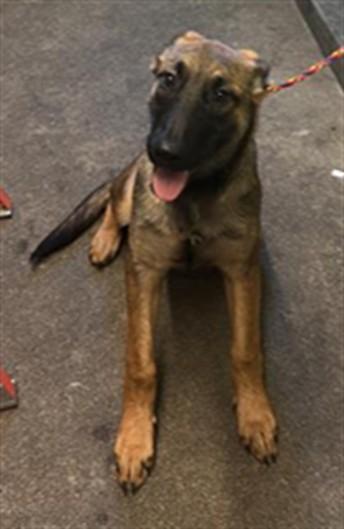 Enlarge MARY, a Adoptable German Shepherd Dog in Sacramento, CA image 1/1