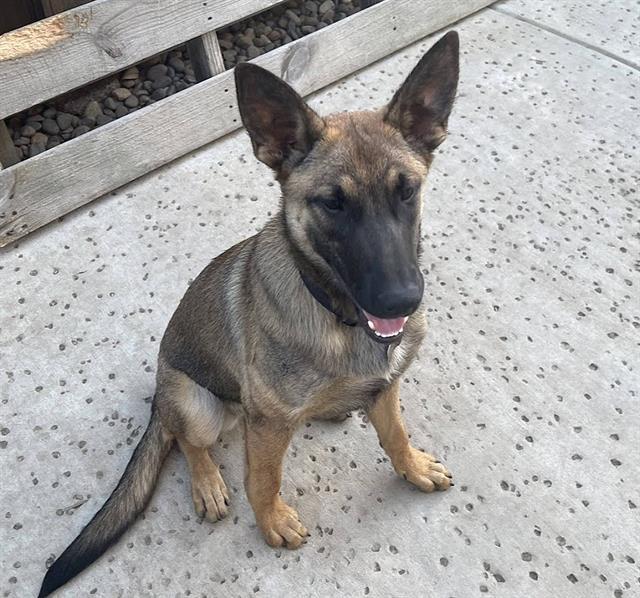 MARY, Adoptable, Young Female Belgian Shepherd / Malinois.