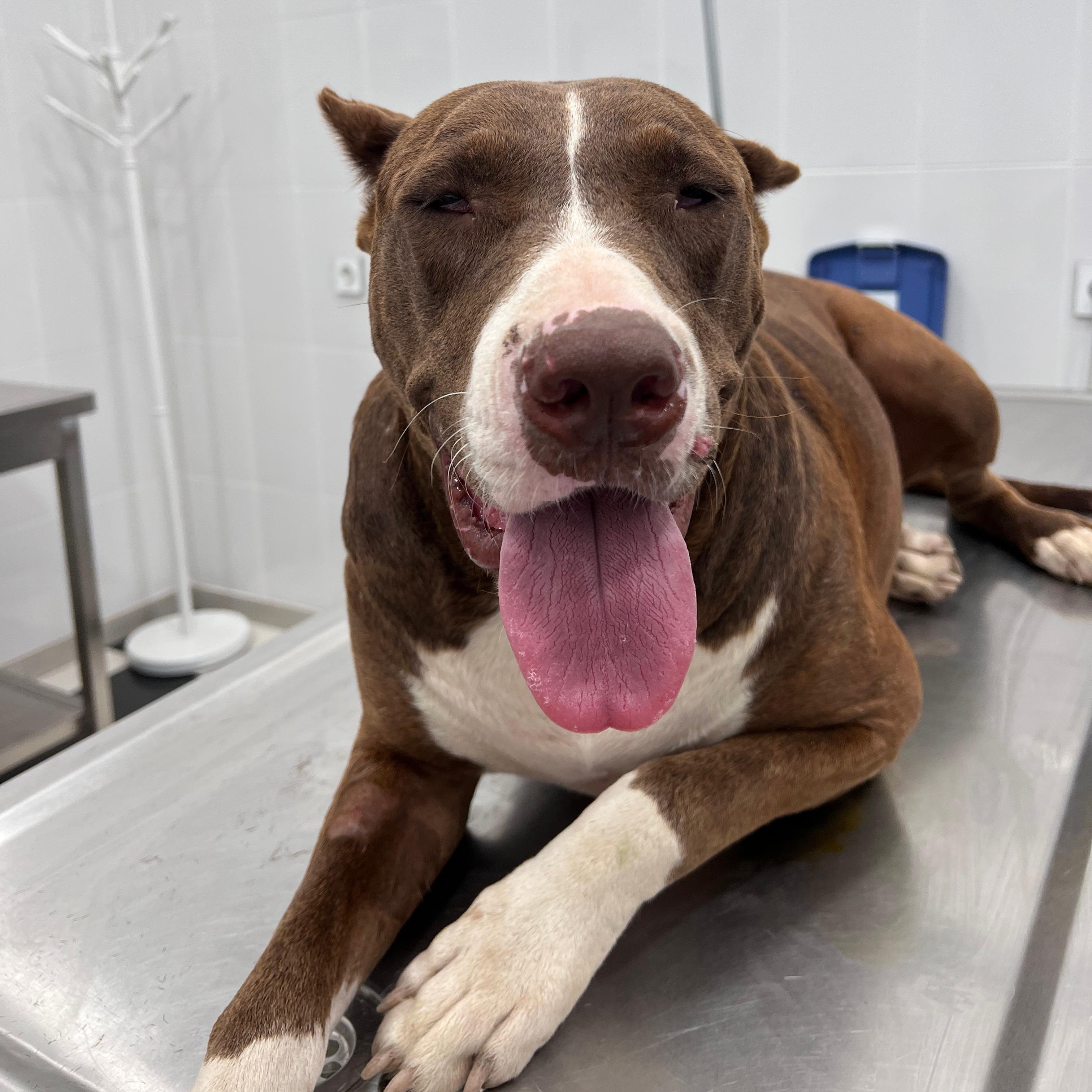 Bright Bonnie From Baku! thumbnail 4