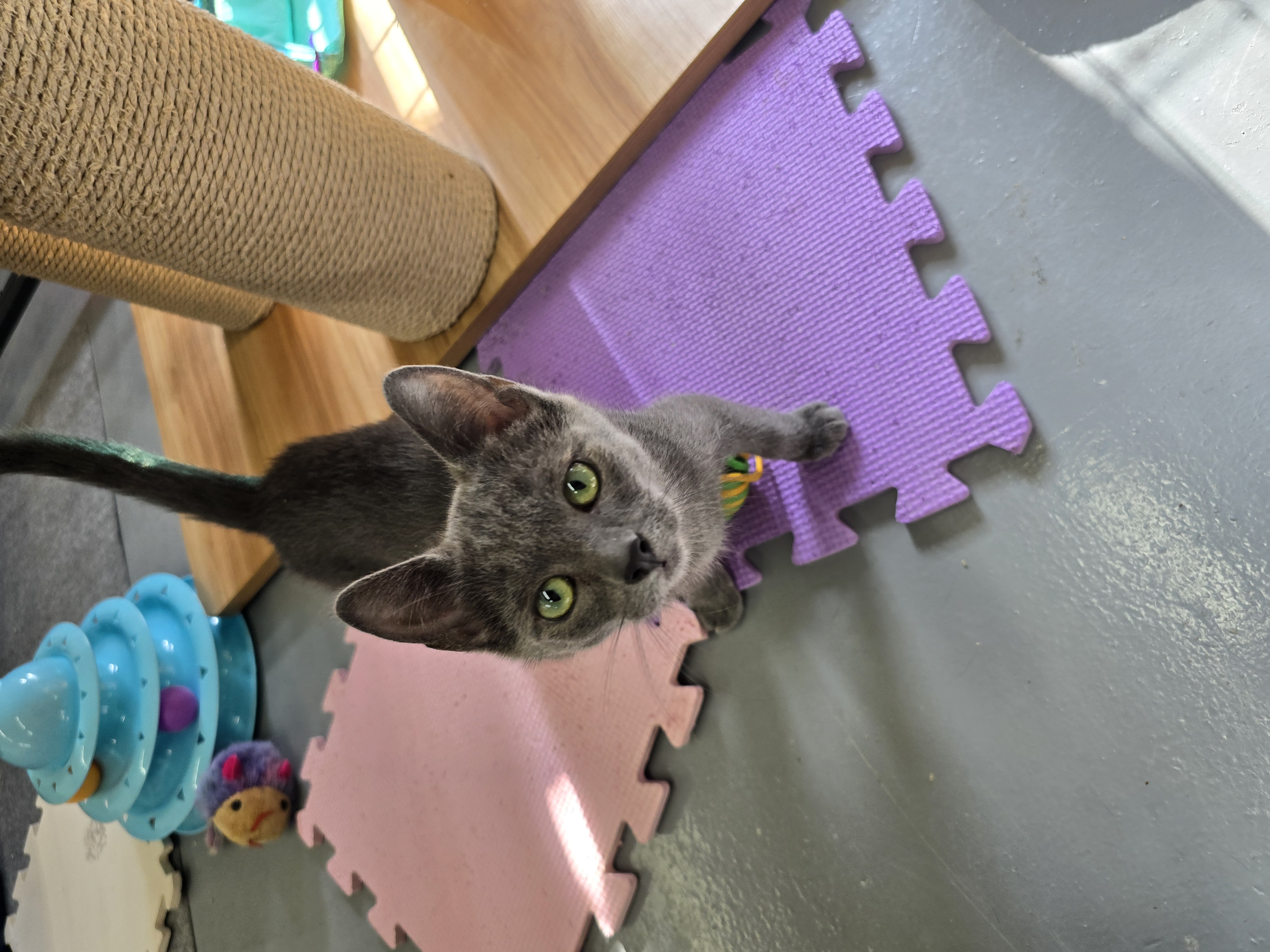 Chewy, Baby Male Domestic Short Hair